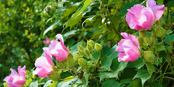 能登島イメージ